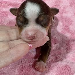 Valentine - Red tri male Toy Australian Shepherd puppy in Simms, Texas from Donna’s Aussies & Pink Heart Poodles