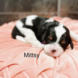 Mittsy - Tri-color female Bernedoodle puppy in Pasco, Washington from Camp Doodle Woods