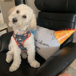 Havanese All Grown Up from Bentley’s Beloved Havanese