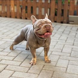 LEUKY - French Bulldog