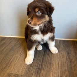Red boy - Red tri-color male Australian Shepherd puppy in Wittmann, Arizona from Wranglin Farms
