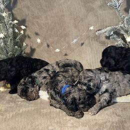 Goldendoodle Puppies from Merced Doodles