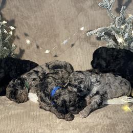 Goldendoodle Puppies from Merced Doodles