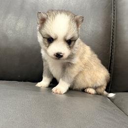 Finn - Wolf sable male Pomsky puppy in Doon, Iowa from Luxury Pomsky