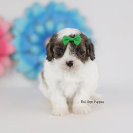 Earl (Green Collar Male) - Merle male Cavapoo puppy in Republic, Missouri from Red Skye Puppies