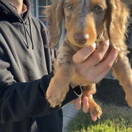 Boy 3 - Dapple male Dachshund puppy in Modesto, California from Torres Dachshunds
