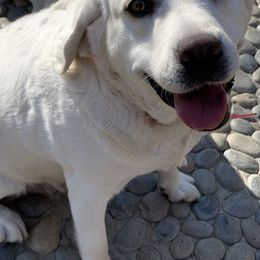 Labrador Retriever All Grown Up from Chateau St. John