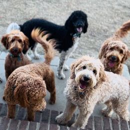 Goldendoodle All Grown Up from Doodles by Piper