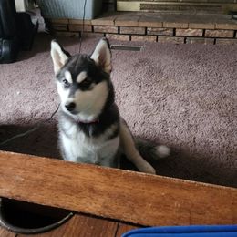 Siberian Husky Puppies from Spirit of the Moon Siberians