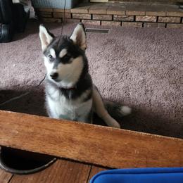 Siberian Husky Puppies from Spirit of the Moon Siberians