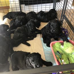Black Russian Terrier Puppies from Gentle Beast