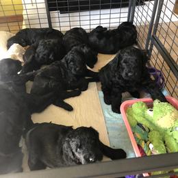 Black Russian Terrier Puppies from Gentle Beast