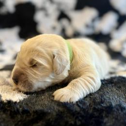Rocky - Light golden female Golden Retriever puppy in Oregon from Bliss Retrievers