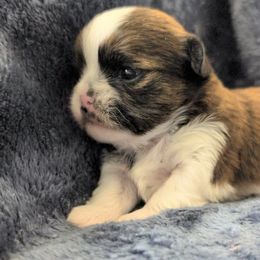 Sophies Boy - Black gold and white male Shorkie puppy in Idaho from Little Rascal Ranch