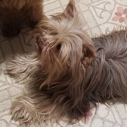 Cookie - Yorkshire Terrier
