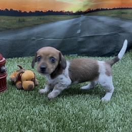 Red Piebald Wirehair - Red female Dachshund puppy in Killeen, Texas from Southern Dachshunds