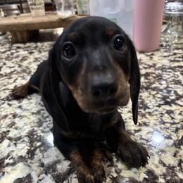 Dachshund Puppies from Dachshund Puppies