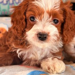 MM (Milo) - Brown male Cavapoo puppy in Dickerson, Maryland from Pawsome Aussie Doodles and Oodles