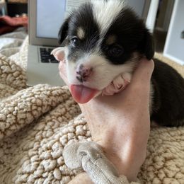 Pembroke Welsh Corgi Puppies from Sully's Corgis