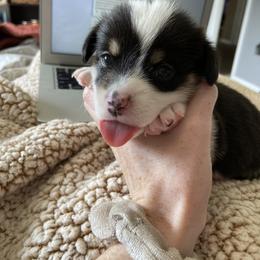 Pembroke Welsh Corgi Puppies from Sully's Corgis
