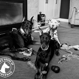 Doberman Pinscher Puppies from Webb’s House of Doberman LLC