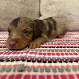 Bandit - Chocolate and tan male Dachshund puppy in Stilwell, Oklahoma from B & K Dachshunds