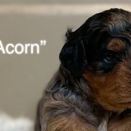Aussiedoodles and Miniature Australian Shepherds from Windy Hills Mini Aussies & Doodles