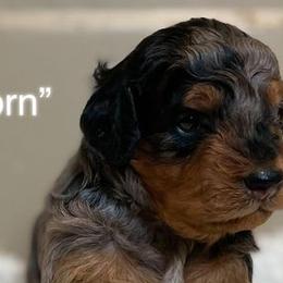 Aussiedoodles and Miniature Australian Shepherds from Windy Hills Mini Aussies & Doodles