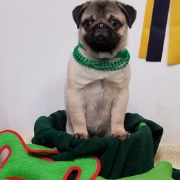 Pug Puppies from KNGZ Kennel