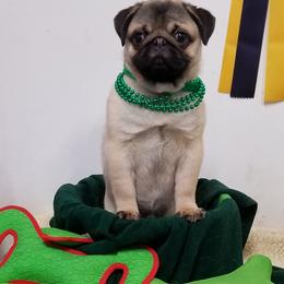 Pug Puppies from KNGZ Kennel