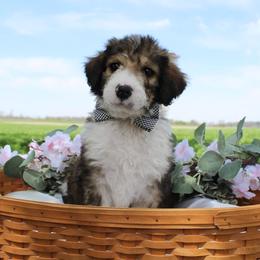Draco - Sable male Bordoodle puppy in Ashland, Ohio from Cherry Blossom Doodles