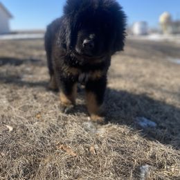 Pink - Black and tan Tibetan Mastiff puppy in Maxwell, Ia, Iowa from HW Kennel