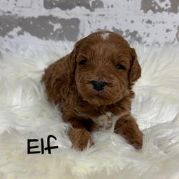 Elf - Red  male Goldendoodle puppy in Nortonville, Kentucky from Deb’s KY Doodles