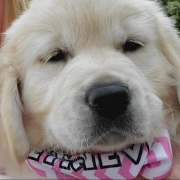 "Marley" Golden Retriever Puppies from Iron Rose Retrievers
