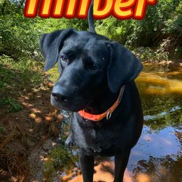 Timber - Labrador Retriever