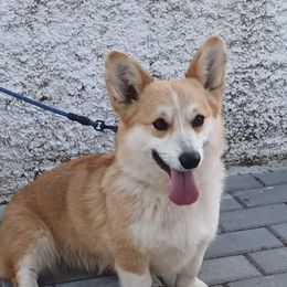 Grace - Pembroke Welsh Corgi