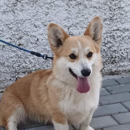 Grace - Pembroke Welsh Corgi