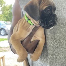 Boxer Puppies from Vandalo Boxers