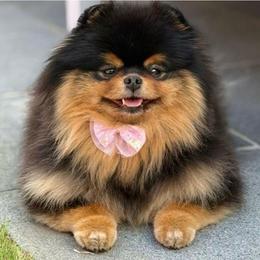 Moca - Pomeranian