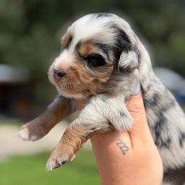 Ozzy ASDR - Blue merle male Miniature Australian Shepherd puppy in Polk City, Florida from Skaky Shepherds