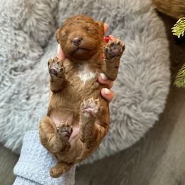 Poodle Puppies from Bruno & Co. Puppies