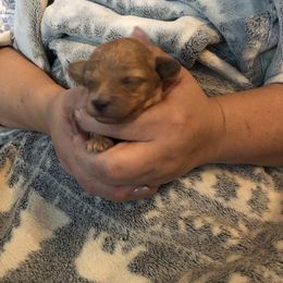 Daisy - Cream female Maltipoo puppy in Hudson, Indiana from A&G Maltipoos
