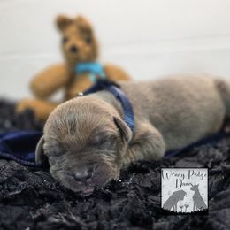 Puppy 1 - Brindle male Great Dane puppy in Lore City, Ohio from Windy Ridge Danes