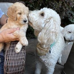 Goldendoodle Puppies from Doodle Devotion