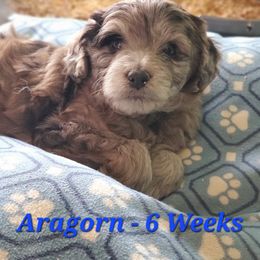 Aussiedoodle and Bernedoodle Puppies from Color Country Doodles