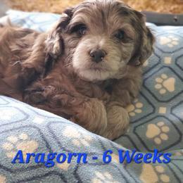 Aussiedoodle and Bernedoodle Puppies from Color Country Doodles
