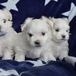 Chihuahua and Maltese Puppies from Happy Petit Paws