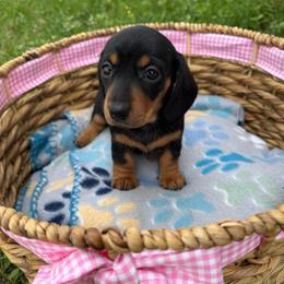 Budgie - Black and tan female Dachshund puppy in Palm Bay, Florida from Anastasia’s Royal Weenies