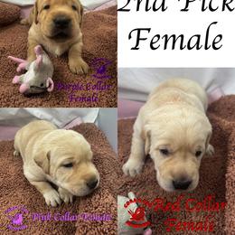 Second Pick Yellow Female - Yellow female Labrador Retriever puppy in Greater Houston Area, Texas from Coram Deo Retrievers