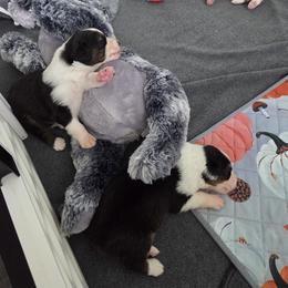 Australian Shepherd and Chow Chow Puppies from Calypso Chow Chows and Australian Shepherds